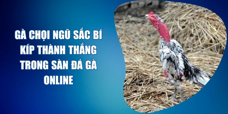 gà chọi ngũ sắc