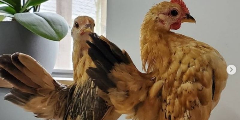 Về ngoại hình và cấu trúc cơ thể